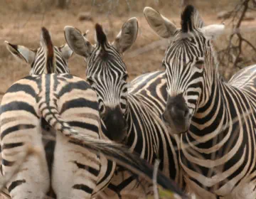 Zebras at Lion Tree Top Lodge Guernsey Private Nature Reserve
